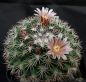 Preview: Mammillaria heyderi var. hemisphaerica SB859